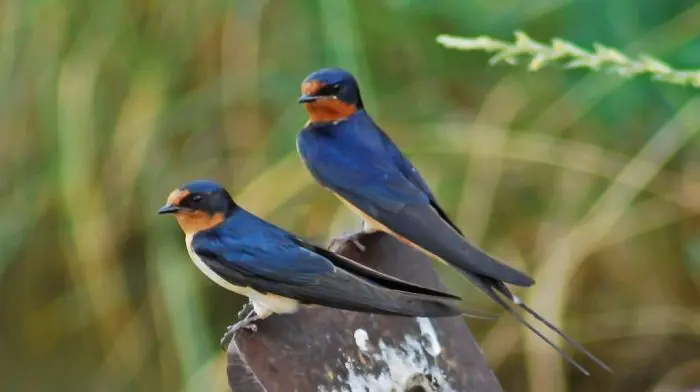 wBarn Swallow 92198 0051AB