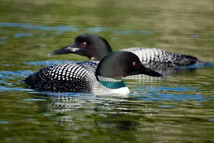 wLoons2 image