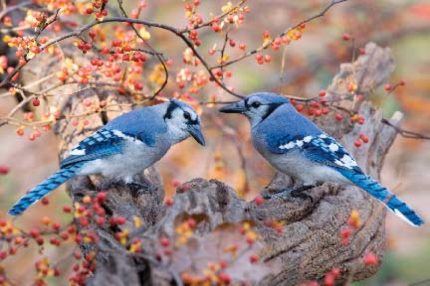 wBlue Jay fall picture