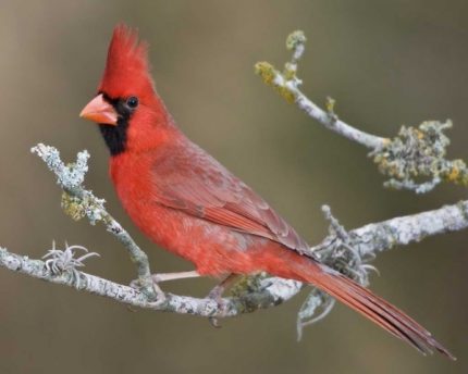 wNorthern_Cardinal bird