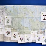 The Canada Provincial Flower Embroidered Sachet Gift Bags – Set of 12 are displayed on a blue map, each pouch featuring a provincial or territorial flower and pinned to its respective location.