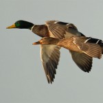 Paired Mallard Ducks in flight